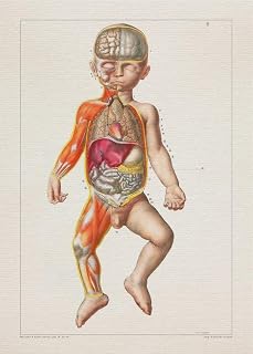Anatomy CHILD BIRTH DISSECTION print SRA3 12x18 conqueror laid paper