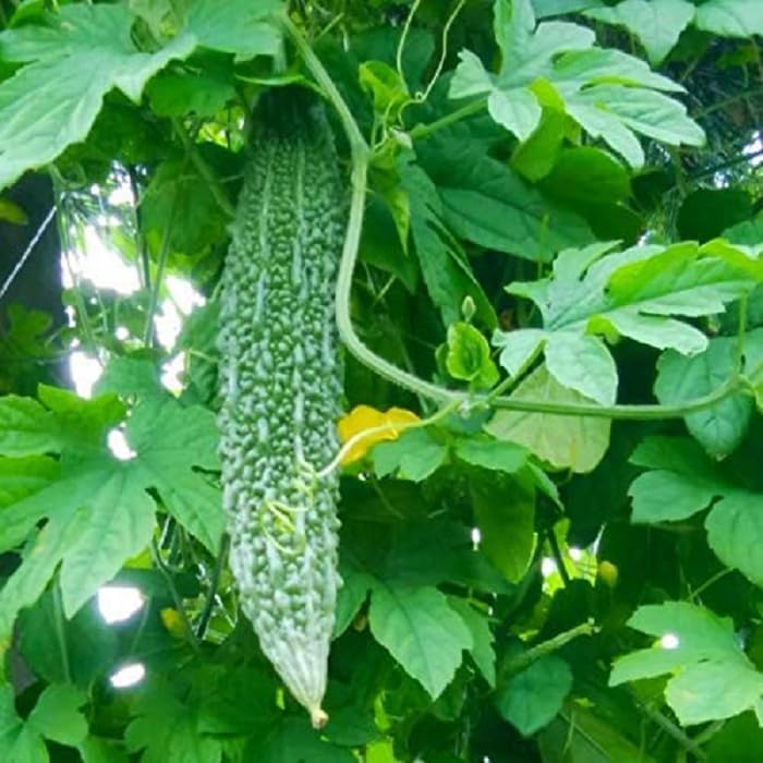 JIGNISHA SEEDS Bitter Gourd Jonpuri - Desi Vegetable Seeds - Pack Of 15 (B0CB1NBBK2) Amazon Price History, Amazon Price Tracker