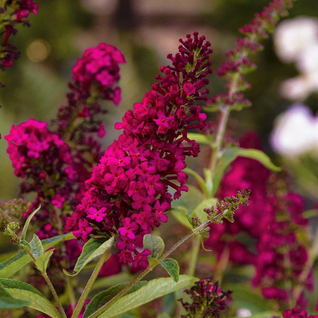Buddleia davidii Royal Red Rossa "Albero delle Farfalle" Buddleja pianta in vaso 7x7 cm Vivaio di Castelletto