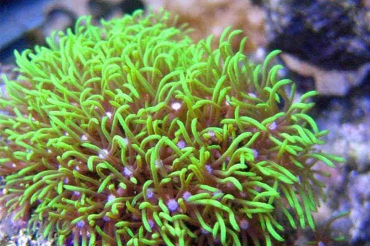 Live Ultra Green Star Polyp Coral Frag Reef Saltwater Marine