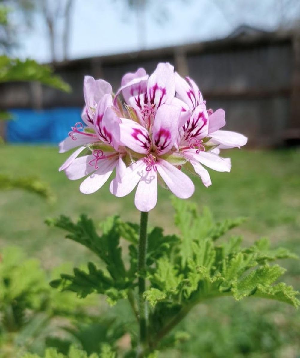 Amazon.com : 1000+ Non-GMO Citronella Plant Seeds for Planting ...