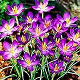 Los bulbos de otoño de crocus o azafrán silvestre para plantar en otoño (¡NOTA! la oferta se aplica a bulbos de flores, no a plantas listas)