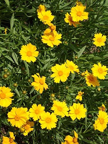 Non GMO Bulk Lance-Leaf Coreopsis Seeds Coreopsis lanceolata (25 lbs)