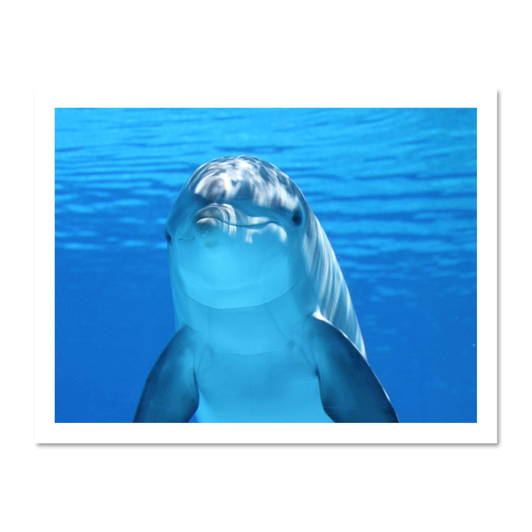 Bottlenose Dolphin Smiling Large Framed Art Print Poster Wall Decor 18x24 inch