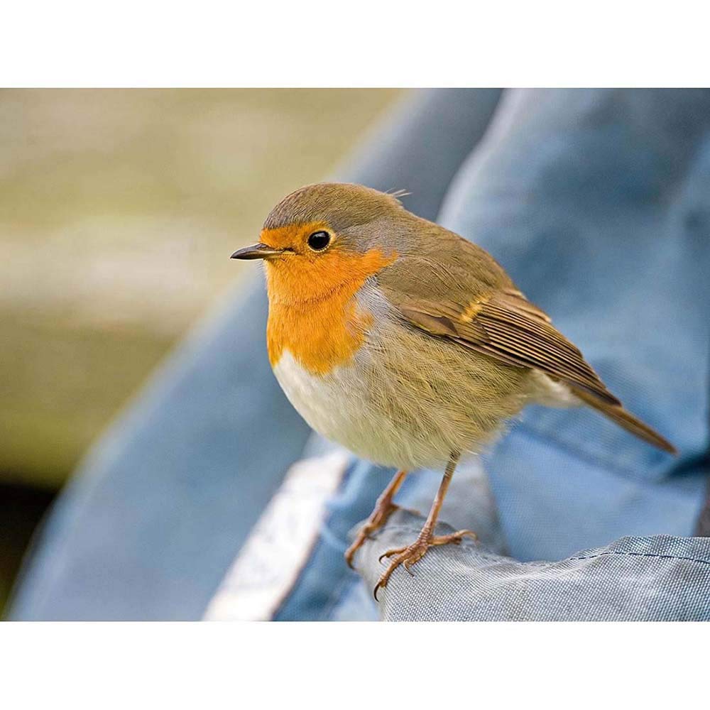 Wee Blue Coo Robin Bird Red Breast Art Print Poster Wall Decor 12X16 Inch