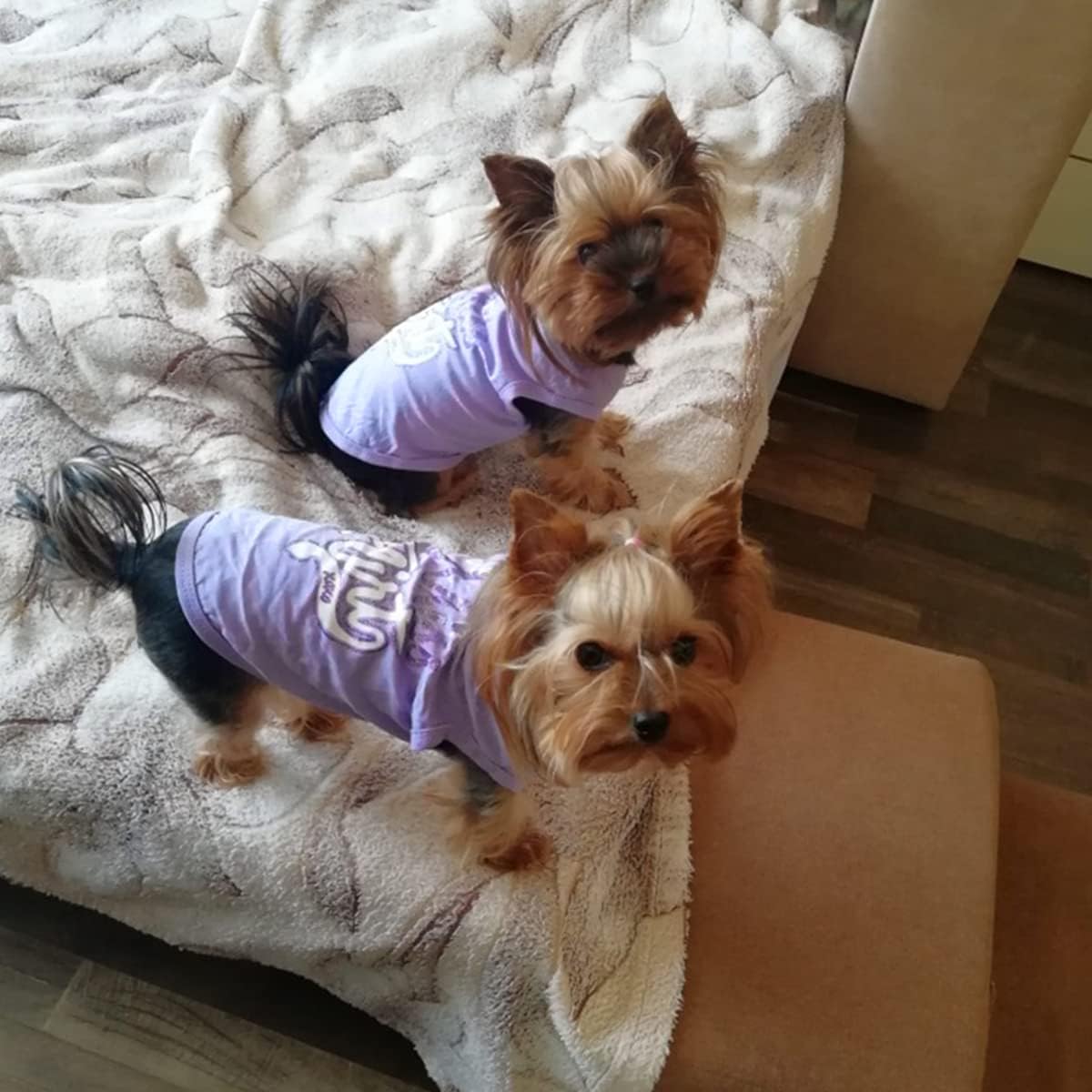 extra extra small dog clothes