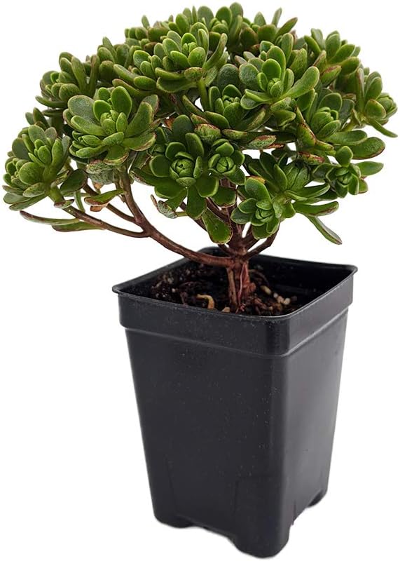 Irish Blessing Tree - Aeonium tortuosum - 2.5" Pot