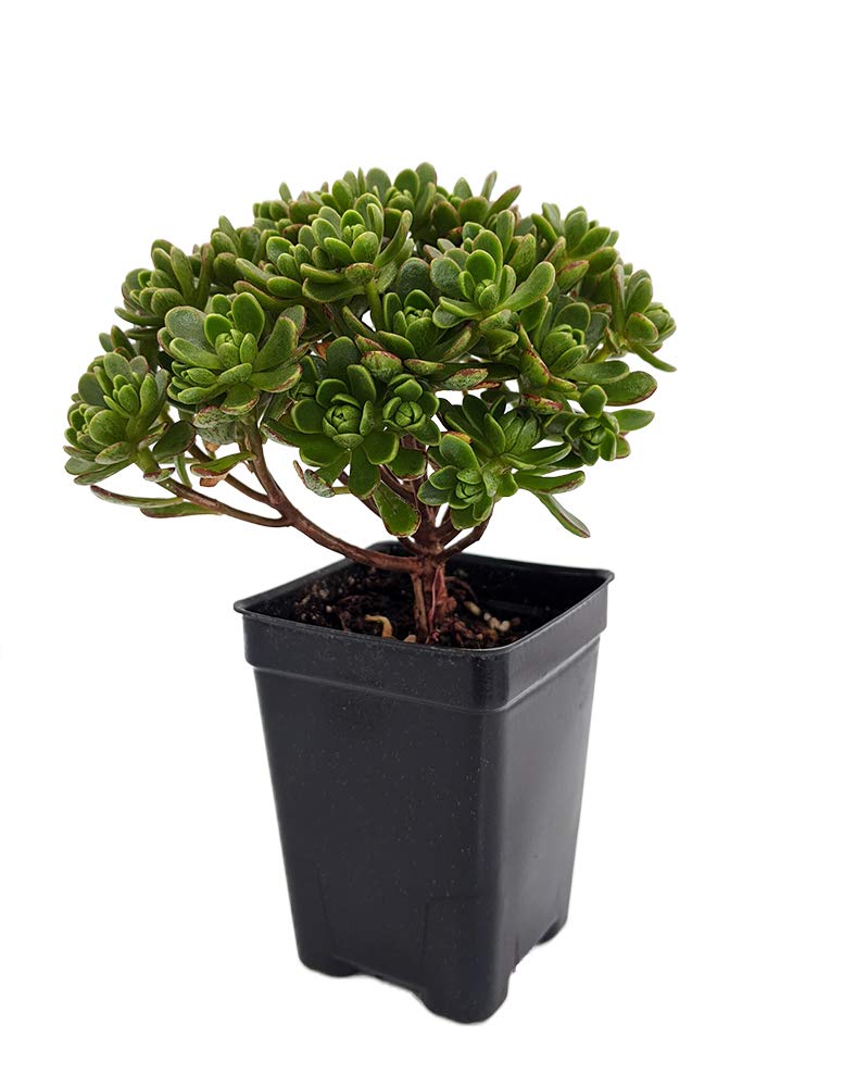 Irish Blessing Tree - Aeonium tortuosum - 2.5" Pot