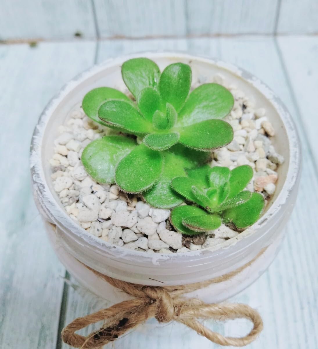 Amazon.co.jp: サンデルシーアドニス② アエオニウム チョビ根付き苗 2 Amazon.co.jp: サンデルシーアドニス② アエオニウム チョビ根付き苗 2