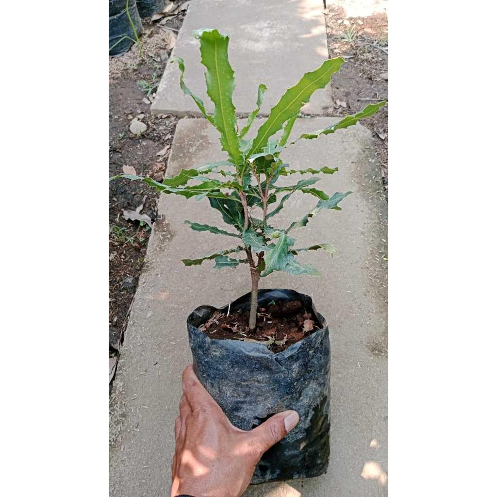 Macadamia nut plant grafted (Macadamia integrifolia, Hybrid) Originating from Australia Pack of 1 Live plant-image-33