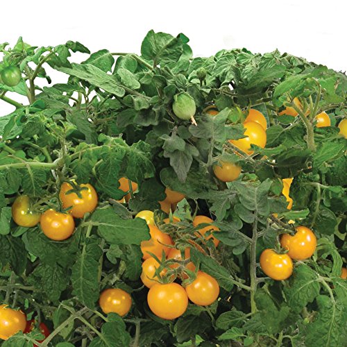 Aerogarden Golden Harvest Cherry Tomato Seed Pod Kit #TOP3