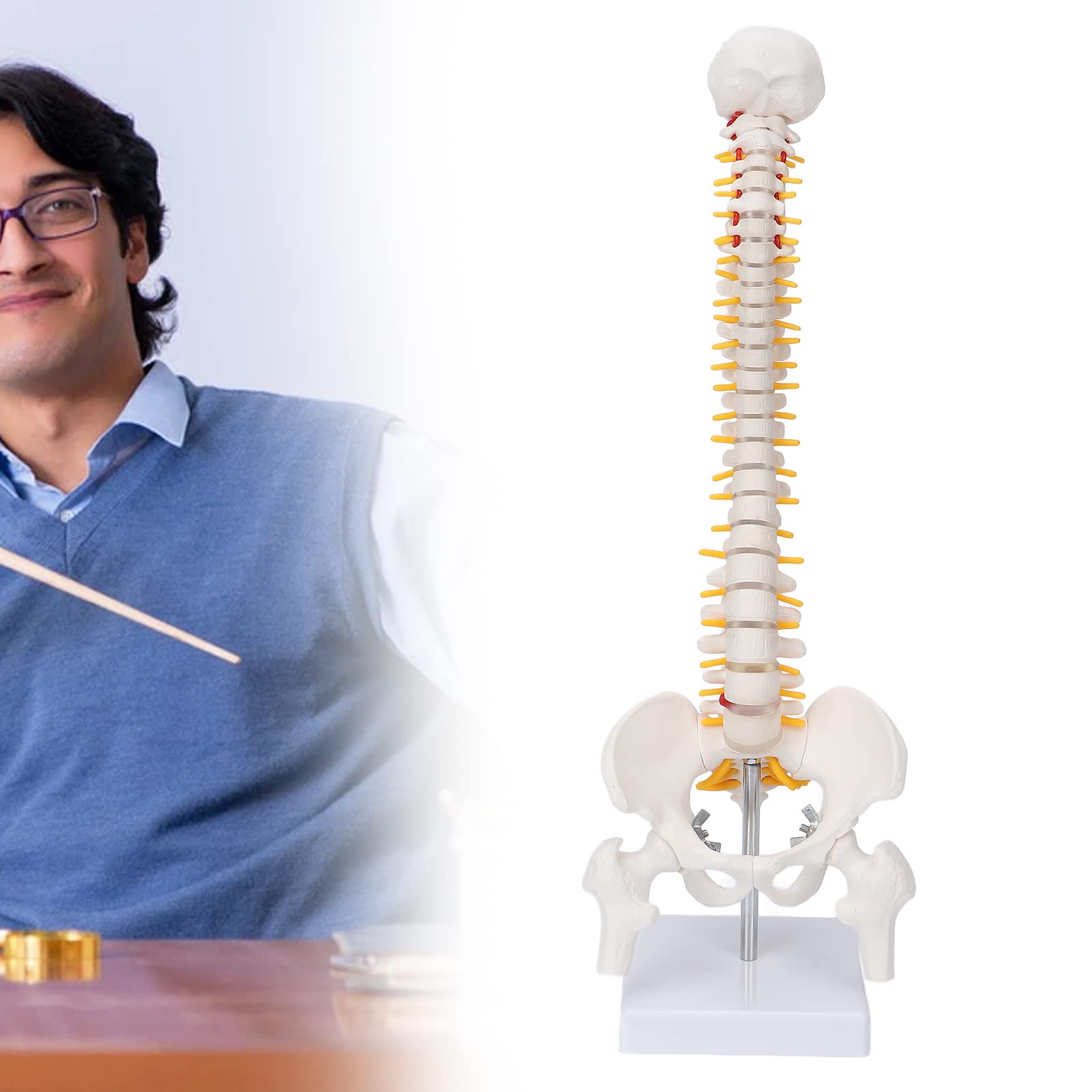 Flexibles Wirbelsäulen-Modell (45 Cm) Mit Becken – Inkl. Ständer – Für Anatomie & Physiotherapie