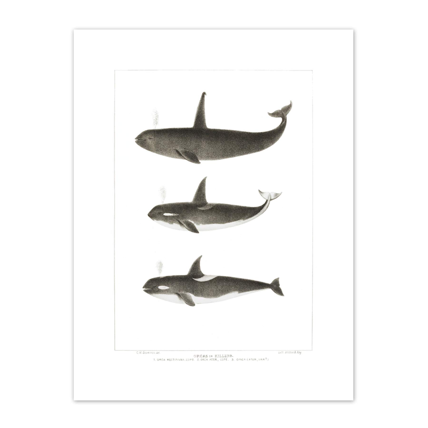 Wee Blue Coo Orca Killer Whales Art Print Canvas Premium Wall Decor Poster