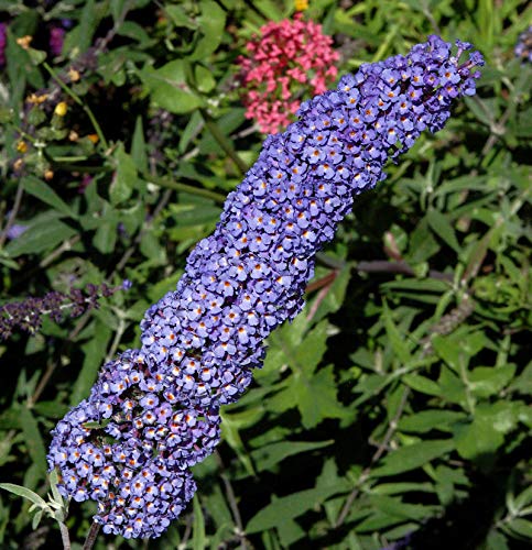 Schmetterlingsstrauch Adonis Blue 60-80cm - Buddleja - lebende Gartenpflanze aus den Baumschulen
