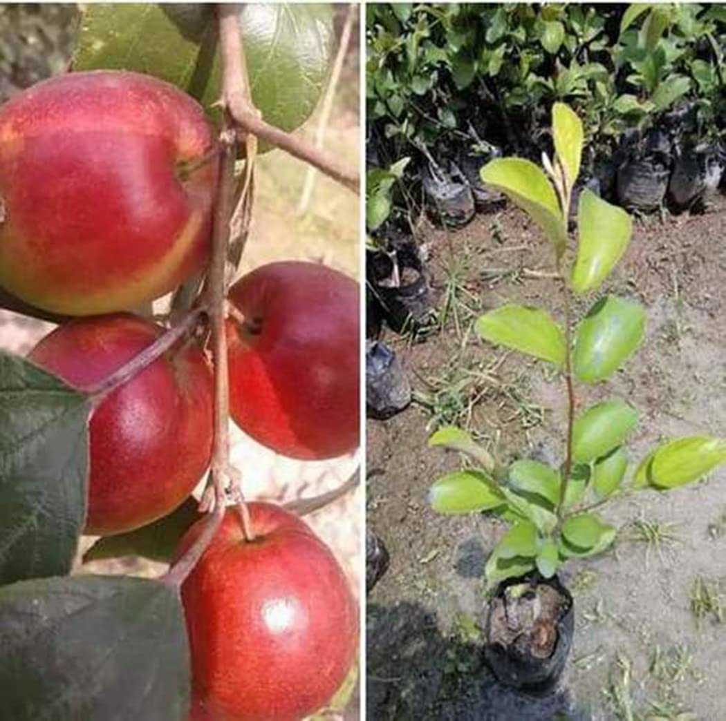 See full amazon price history chart for GLOBAL GREEN - Thailand Variety Red Apple Bar Fruit Plant Comes with grow Bag (pack of 1) height 10 to 12 Inch GLOBAL GREEN - Thailand Variety Red Apple Bar Fruit Plant Comes with grow Bag (pack of 1) height 10 to 12 Inch (B09SSV23NC) Amazon Price History, Amazon Price Tracker