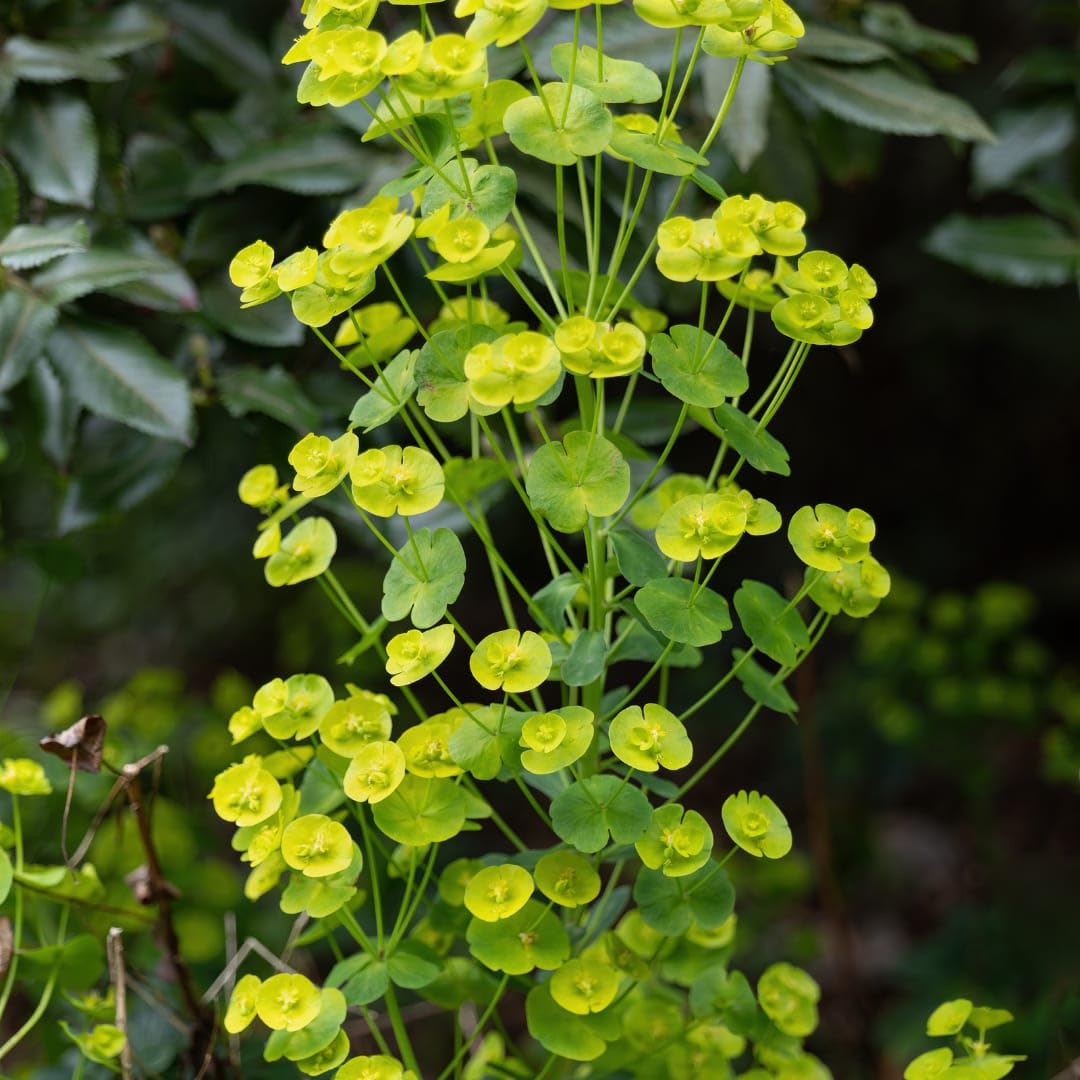 Euphorbia amygdaloides Robbiae – 24 rośliny Ø 9 cm – wysokość 10-25 cm – wiecznie zielona roślina okrywowa do cienia i półcienia – żółto-zielone kwiaty wiosenne – mrozoodporna w pielęgnacji