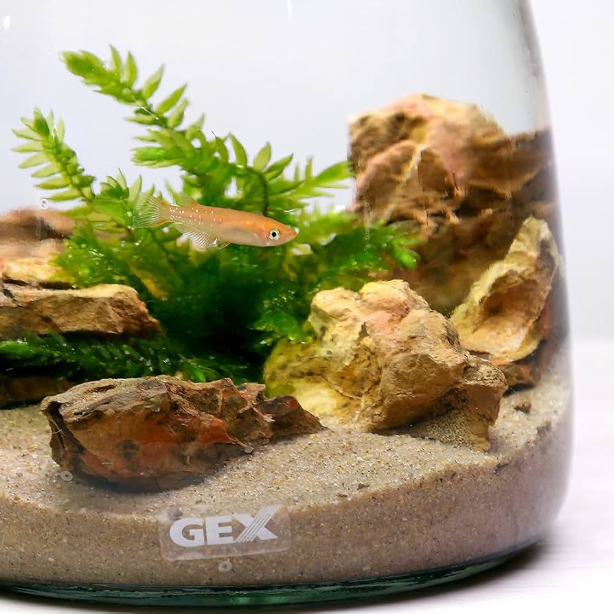 お値下げしました❣️美品　フランシスコ　ボッシュ　中庭　パステル　水彩他 楽天市場】天使のはね ランドセル ル・プチボア 2026 A4フラット