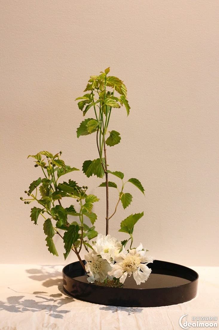 【flowers for algernon専用】タナカ　8inch flowers for algernon専用】タナカ 8inch Amazon.com