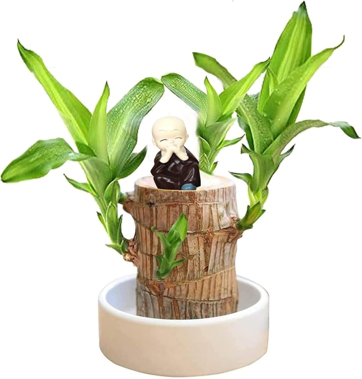 Zooarts Mini Brésil Lucky Wood - Souche De Plante Hydroponique En Pot Petite D'intérieur Ou