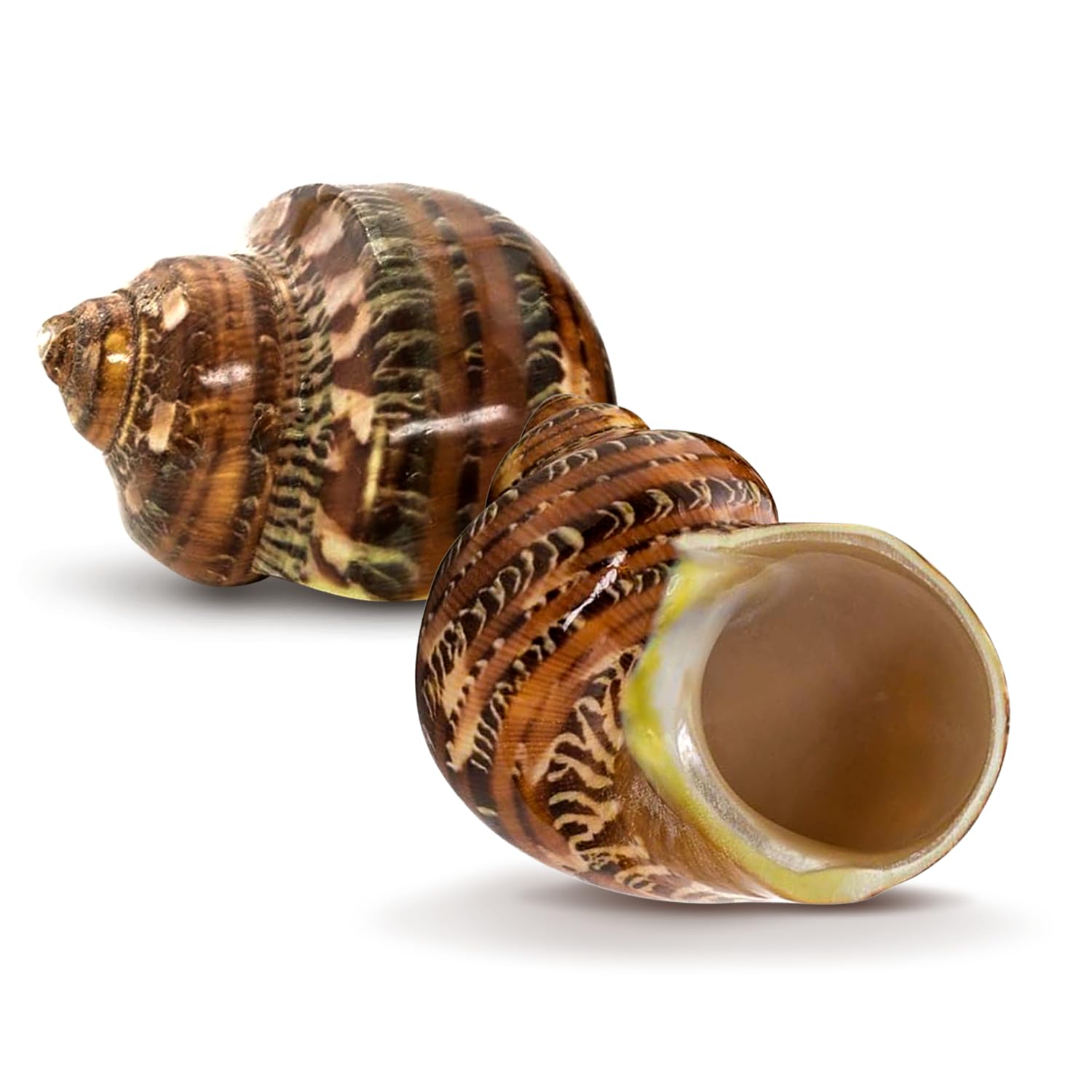 Hermit Crab Shells - Turbo Shells for Decor & Crafts -9