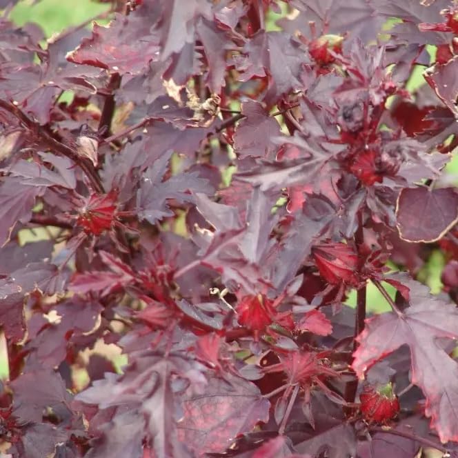 Set 3 Cranberry Hibiscus Plants Red Leaf Hibiscus Bushes False Roselle Plants Rose Mallow Flowers Shurb 4-6 Inch Tall, Ready to Grow