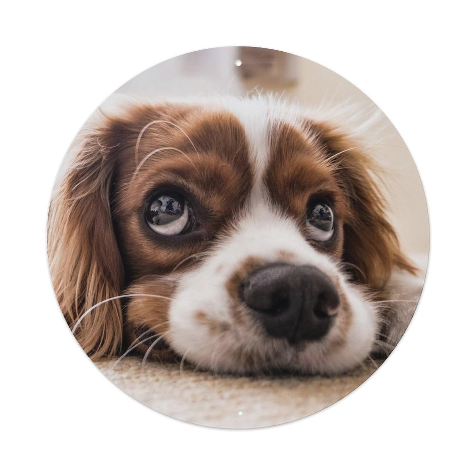 Animal Cute Cavalier King Charles Spaniel Metal Tin Sign