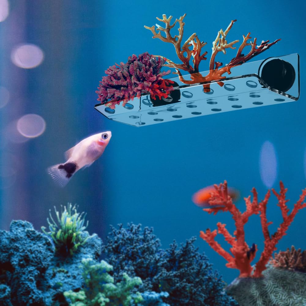 DONGKER Coral Frag Rack, 1 Stück Acryl Korallen Ableger Halter mit 23 Löchern, Aquarium Korallen Frag Halterung mit Magnetisches Saugnapf für Meerwasseraquarien