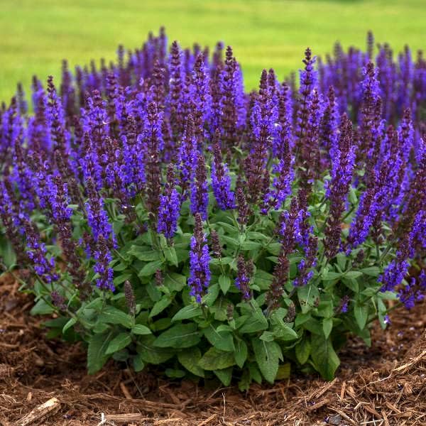 Salvia nemorosa 'Bumbleblue' (salvia) - Raíz de tamaño #1 para plantar, salvia perenne con follaje fragante y flores azules fragantes, perfecto para