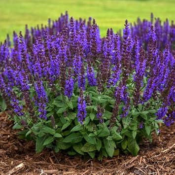 Votaniki Salvia nemorosa Bumbleblue Sage #1 Size Root for Planting Perennial Salvia with Fragrant Foliage and Fragrant Blue Flowers | Perfect for Gardens & Pollinator-Friendly 2 Pack