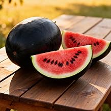 Watermelon ‘Sugar Baby’ Seeds – Early, Compact & High-Yielding Italian Variety – Sweet Red Flesh & Thin Dark Green Skin – Ideal for Greenhouse or Outdoor Growing