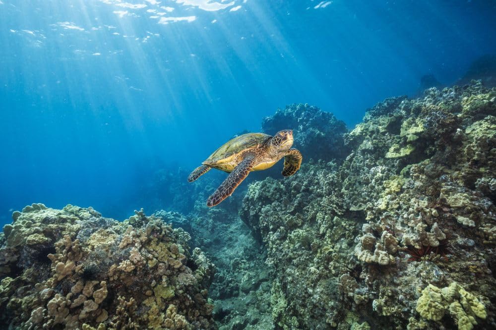 Zielony żółw morski (Chelonia mydas) zagrożony gatunek ślizga się po rafie u wybrzeży wyspy Maui na Hawajach USA; Hawaje Stany Zjednoczone Ameryki plakat wydruk autorstwa Dave'a Fleethama (20 x 13)