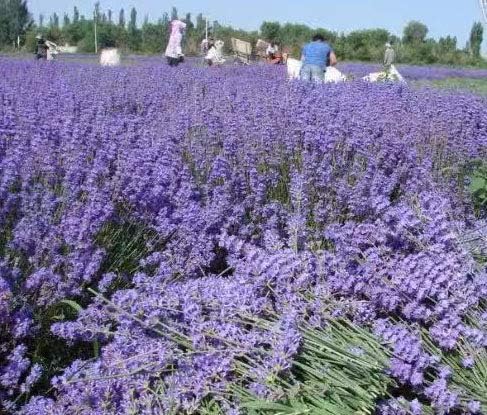 LEIKAIHUA 100% natural dried lavender buds. Cloakroom deodorant, handmade candles. 200 g Dry Lavender Buds Bulk Wholesale Fragrant