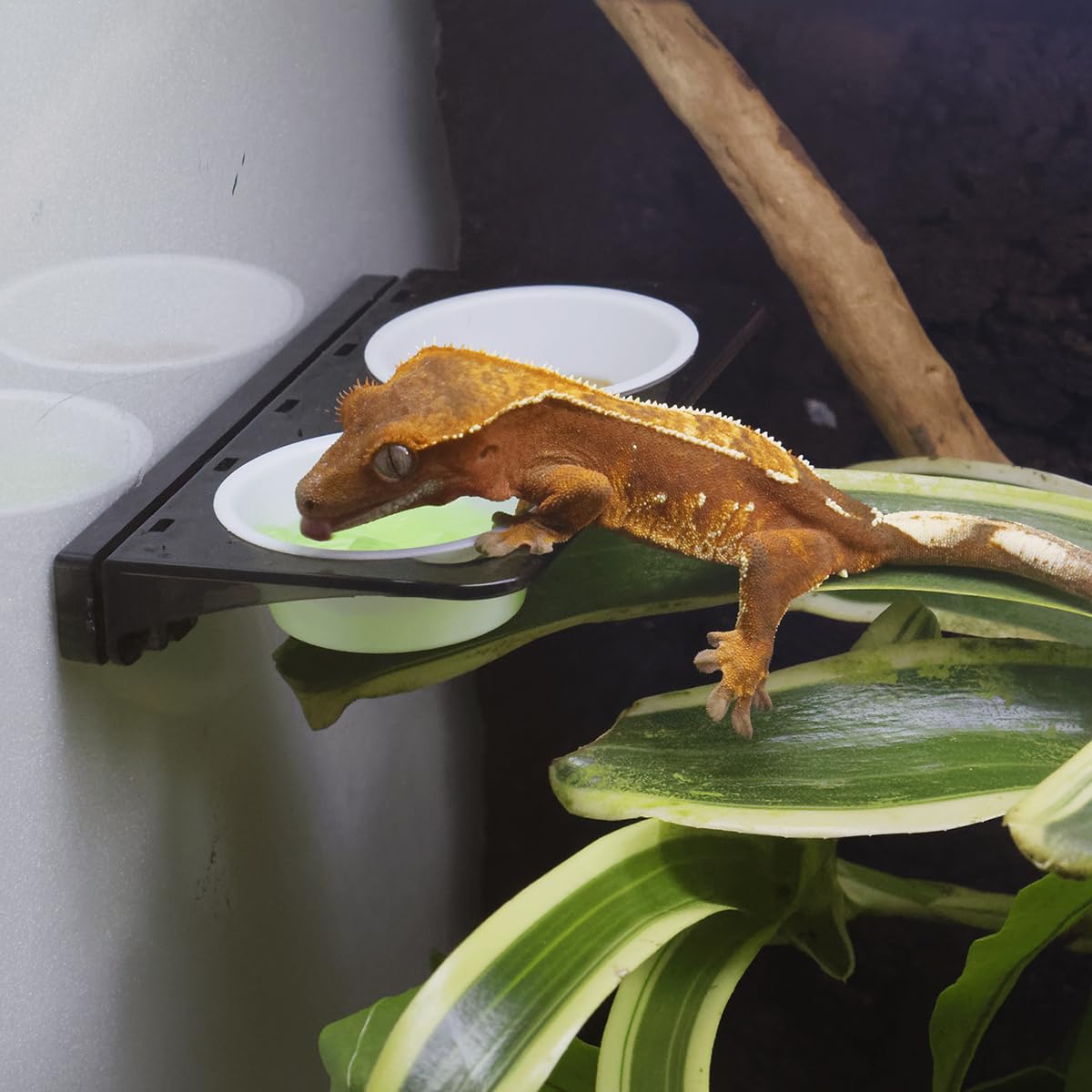 Amazon | スドー クレス お迎え 5点 飼育セット レプティギア・ハイ300