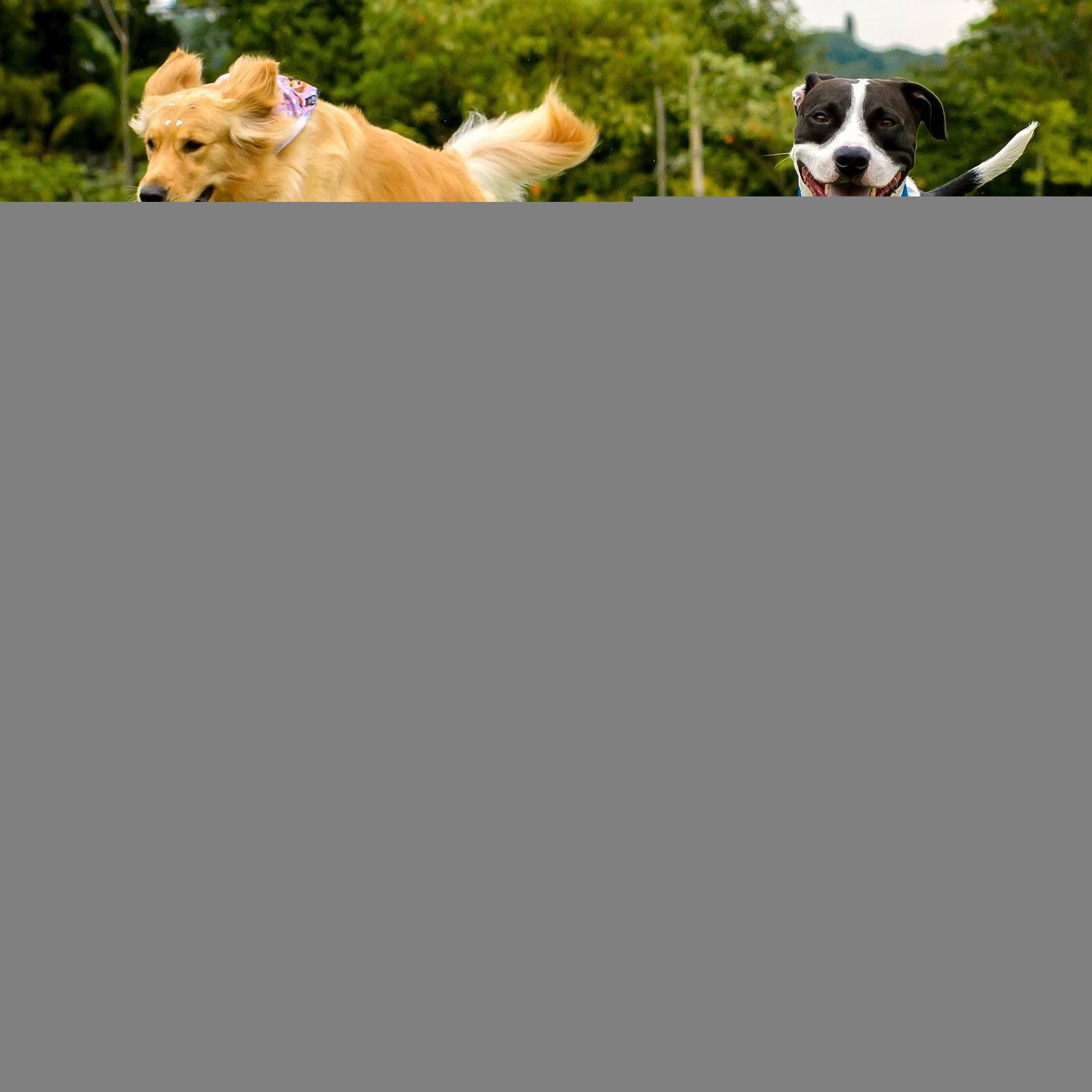 Generisch Hund Spielzeug Ball | Interaktiver Ball Hundespielzeug | Sicherer Kauspiel Robuster Traggriff Design Für Draußen Pool Geburtstag Weihnachten Haustier Geschenk