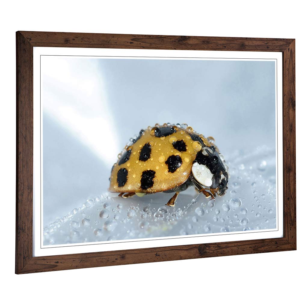 Big Box Art Framed Print of Yellow Ladybird Design | Wall Art Picture | Home Decor for Kitchen, Living, Dining Room, Lounge, Bedroom, Hallway, Office, Walnut, A2 / 24.5x18 Inch / 62x45cm