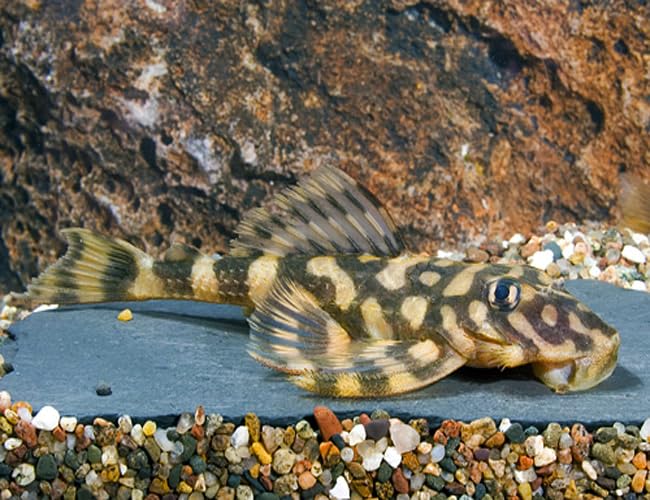 Butterfly Pleco L52 2.0&ndash;2.5&rdquo; &ndash; Live Freshwater Aquarium Fish &ndash; Rare Loricariid with Stunning...