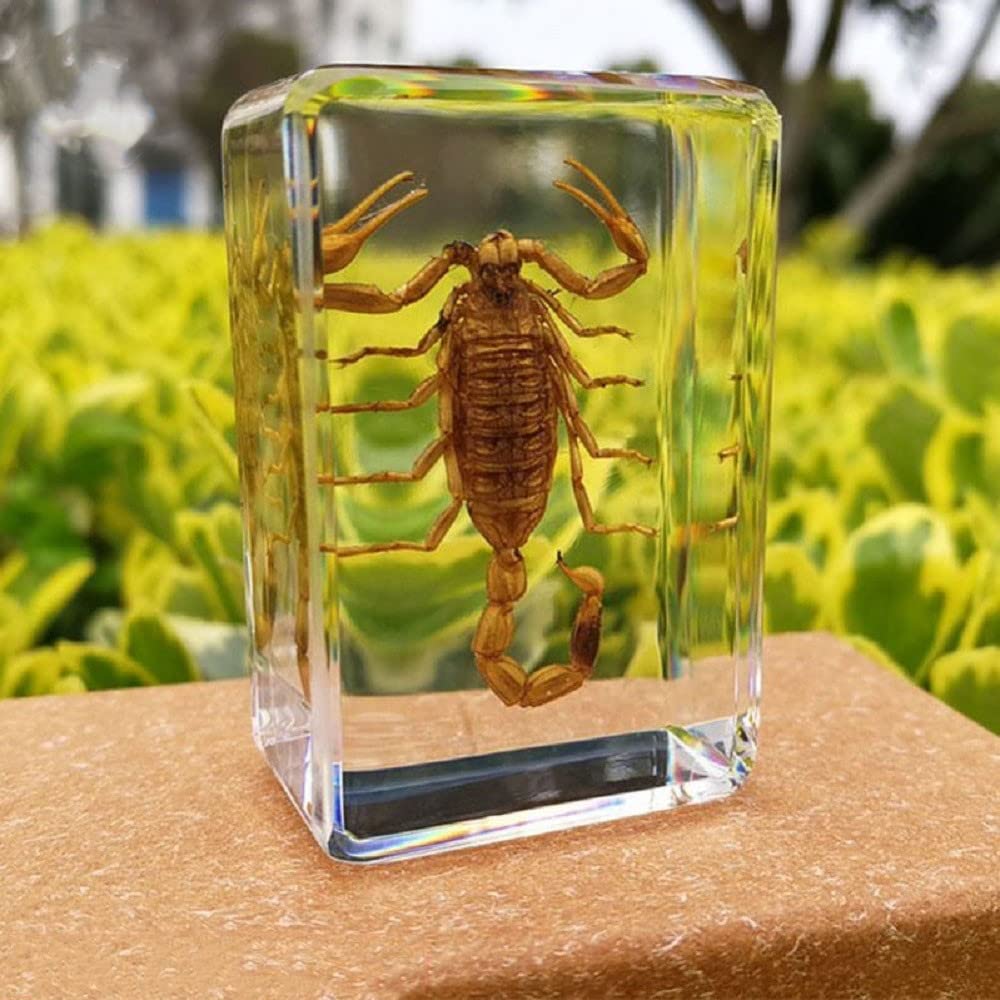 Amazon.co.jp: 5個の昆虫樹脂標本、本物のサソリ昆虫人工琥珀樹脂標本