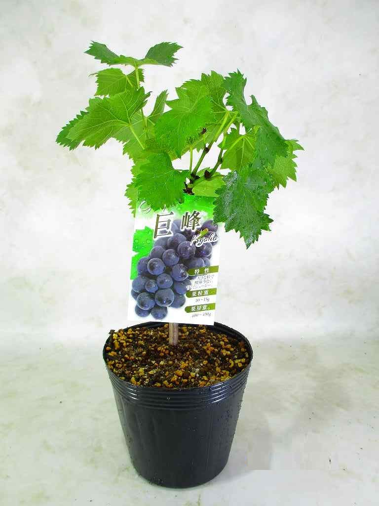 Amazon.co.jp: ブドウの苗木 巨峰 キョホウ 4.5号ポット 全高