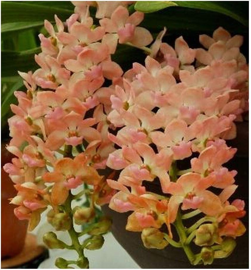 Rhynchostylis gigantea Orange - Orchids - 100 Seeds