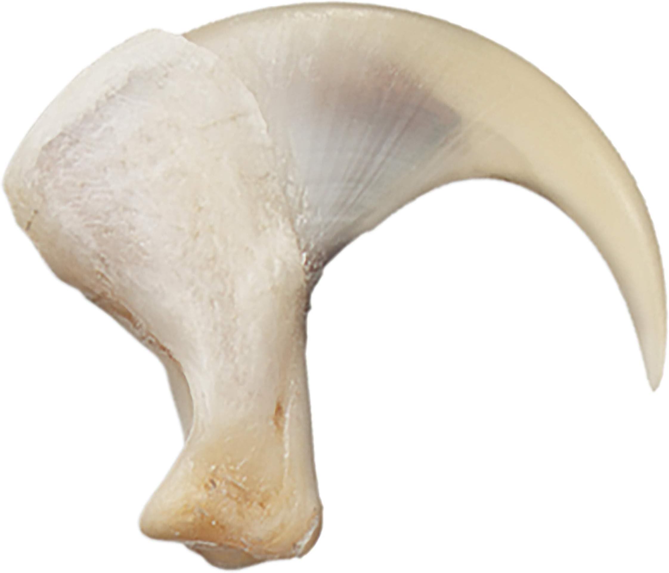 Skulls Unlimited Real Bobcat Claw – Model Animals Specimen for Science Education(2.5cm) Default Title