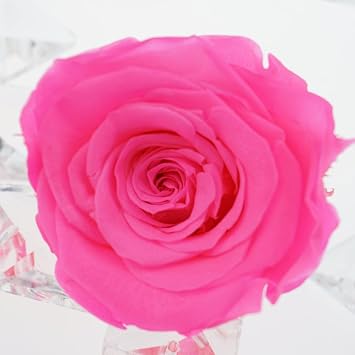 Preserved Fresh Roses Flower Head, 3.9 inches Each, 1pc