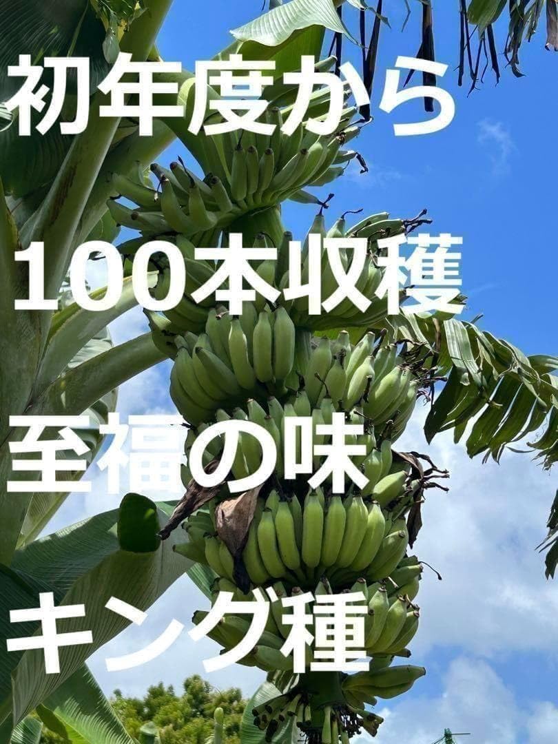 準親株250cm大砲級◆糖度の鬼◆スーパードワーフ・キングナムワ◆耐寒＝バナナ苗 Amazon.co.jp: 糖度の鬼◇90㎝◇スーパー ドワーフ=キングナムワ