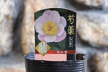 山野草　ベルキ希少濃色八重咲　シラネアオイ　4ポットセット 山野草 ベルキ様専用希少濃色八重咲 シラネアオイ 4ポットセット