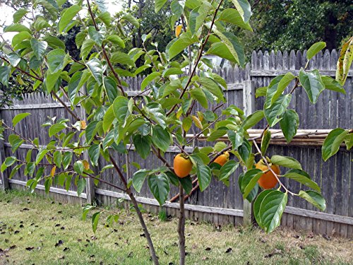American Persimmon Tree - Diospyros Virginiana - 3.25" Pot - Very Hardy #TOP1