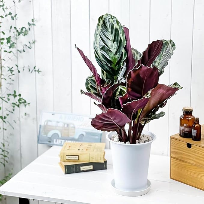 Amazon Co Jp 観葉植物 カラテア メダリオン 6号鉢 受け皿付き 育て方説明書付き Calathea Medallion Diy 工具 ガーデン