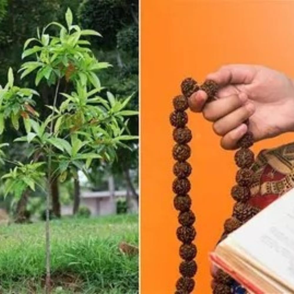 Dishita - Go Green Live Rudraksha Plant (Nepal Origin) | Authentic Himalayan Rudraksha | Original Spiritual Tree Sapling