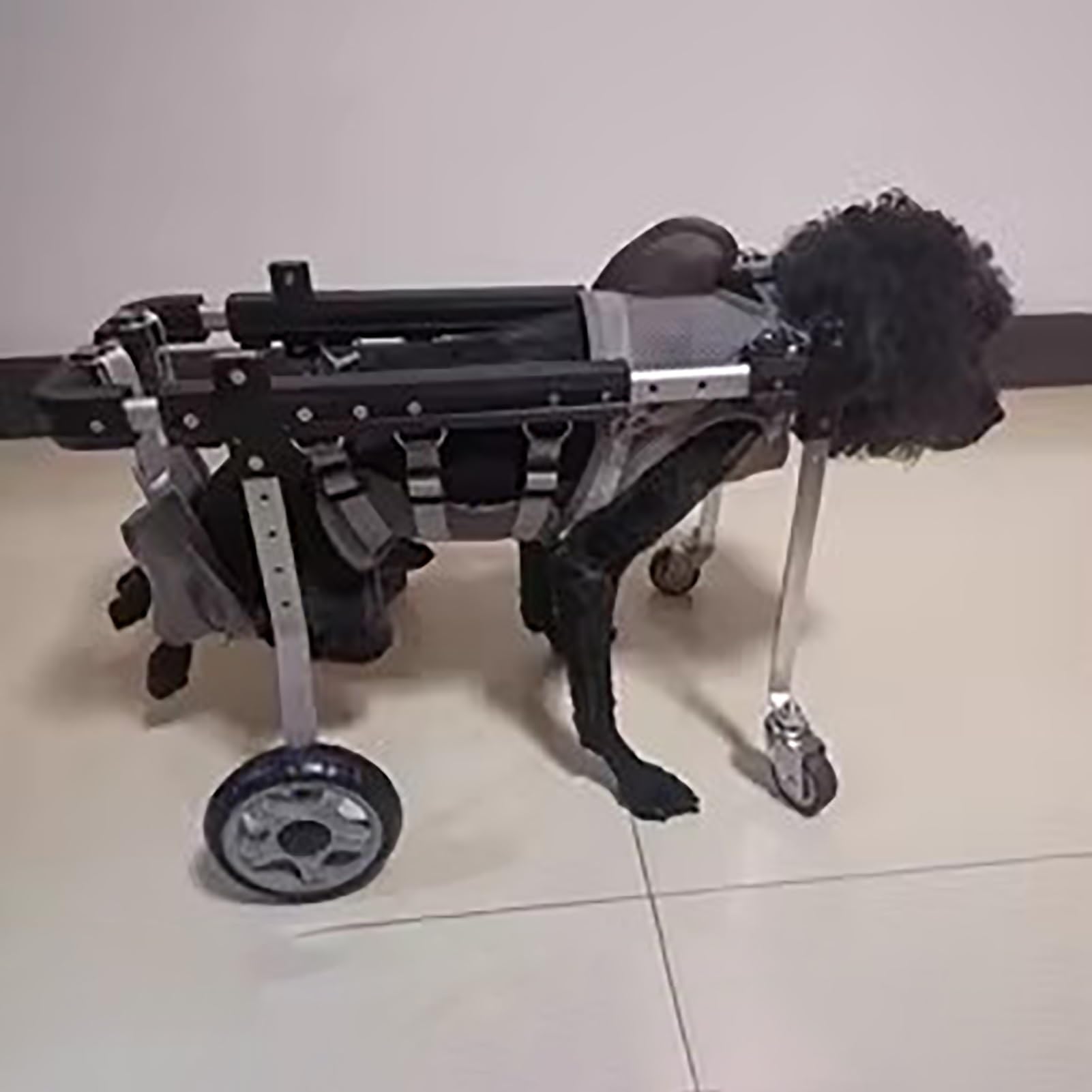 Fauteuil roulant pour chien de taille moyenne - Chariot orthopédique 4 roues réglables hanches