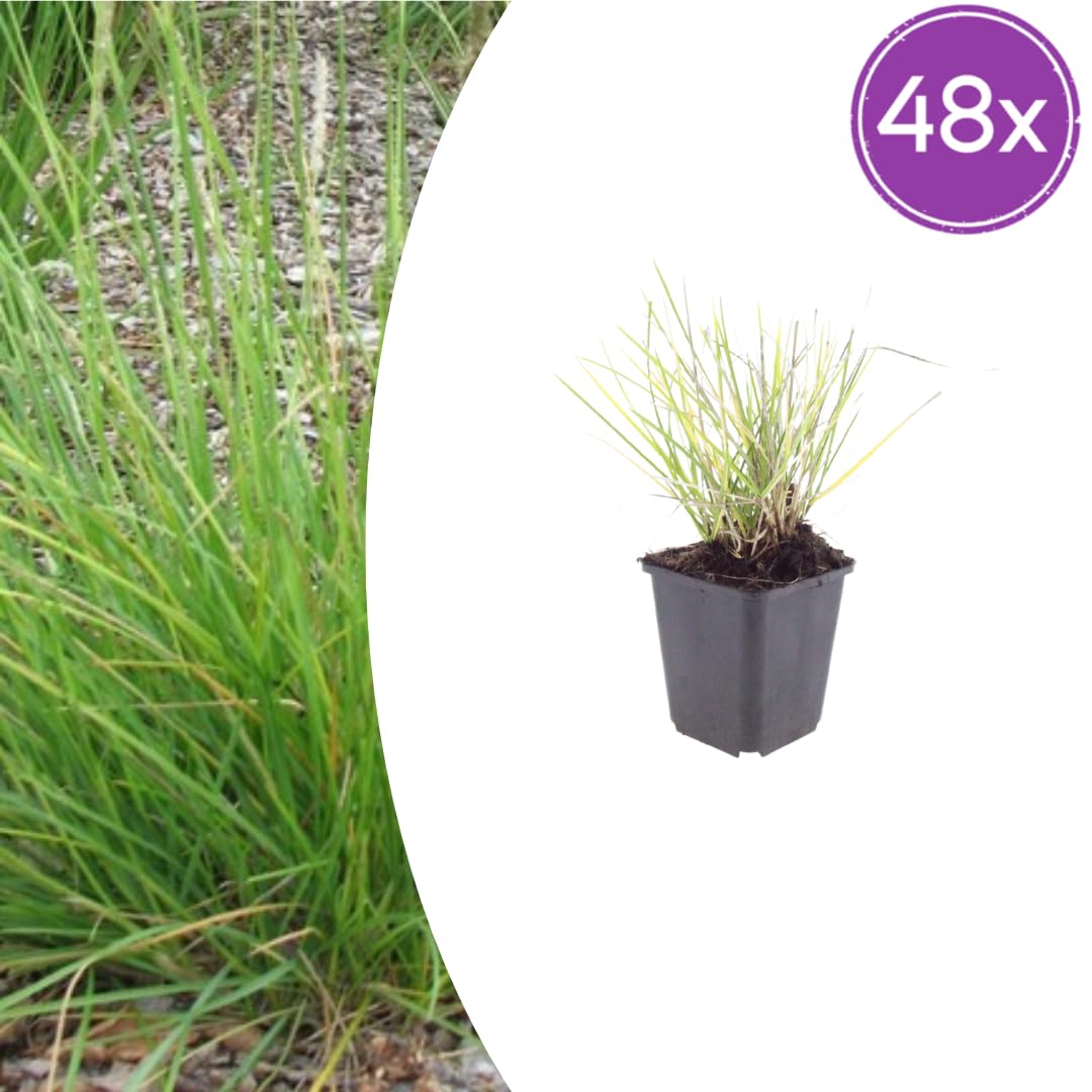Sesleria Autumnalis, Gramínea para Jardín, Verde, Pack de 48, 10-25cm