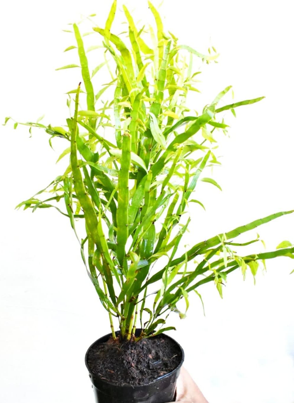 OhhSome Pazhutharakolli/Ribbon Bush Vishakolli/Phanamadakki/Centipede Plant Tapeworm Herbal Plants For Landscaping (Healthy Live Plant)