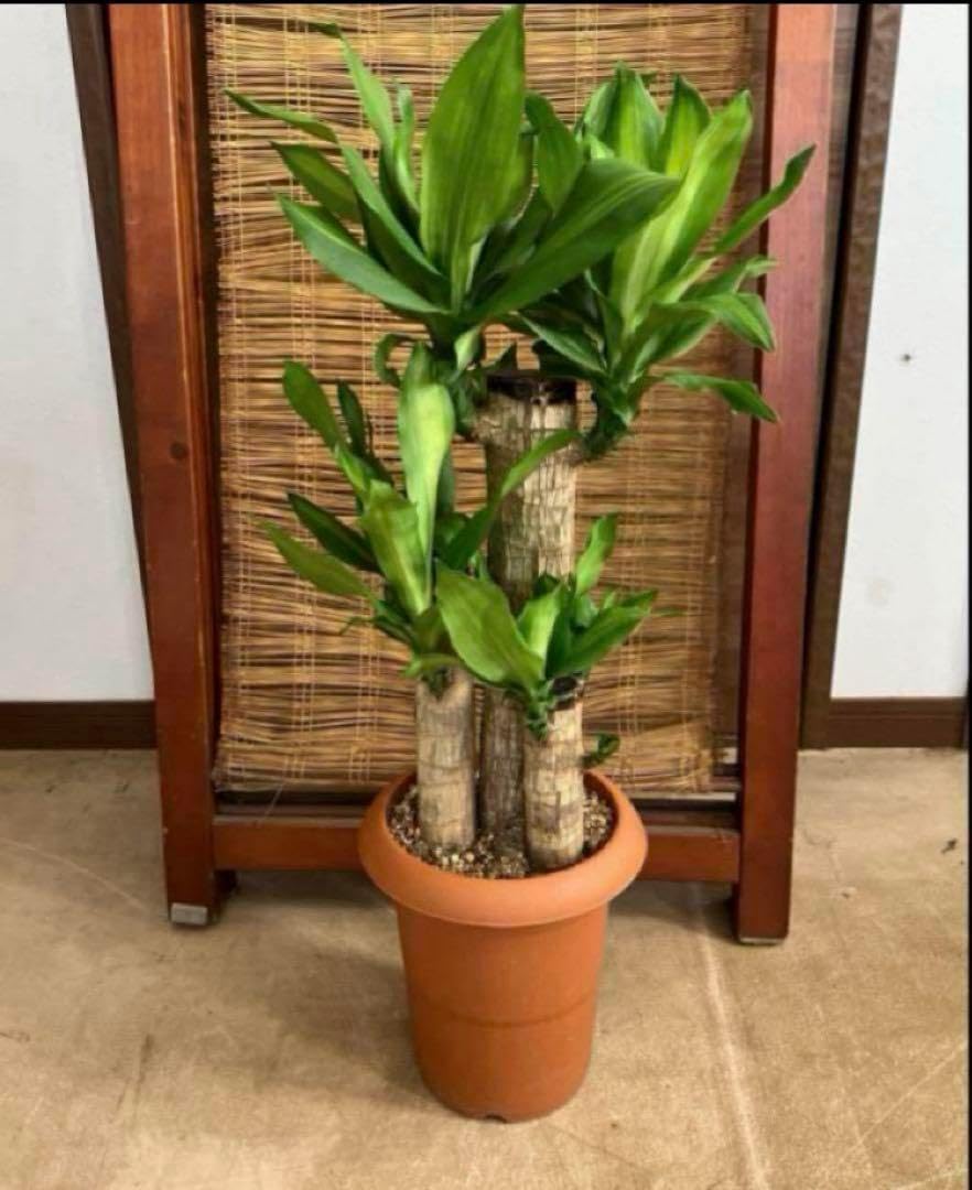 ヤマコウバシ盆栽 SS019 インテリア盆栽「ヤマコウバシ」 盆栽